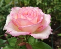Rosa 'Souvenir de Baden-Baden' 2019 - 002